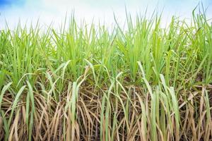 Sugarcane field background photo