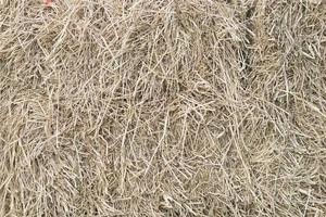 Straw texture background photo