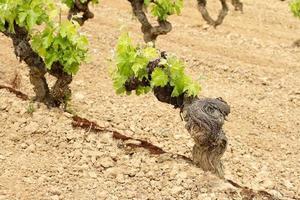 Vineyard field of grape plants photo