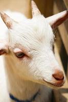 cabras blancas en el parque zoológico en verano foto