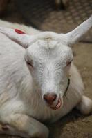 White goats at the zoo park in summer photo