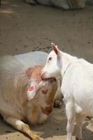 White goats at the zoo park in summer photo
