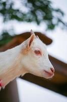 White goats at the zoo park in summer photo