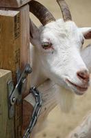 White goats at the zoo park in summer photo