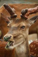 Deer at the zoo in summer photo