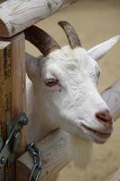 White goats at the zoo park in summer photo