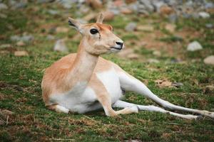 Deer at the zoo in summer photo