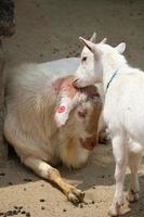 cabras blancas en el parque zoológico en verano foto