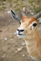 Deer at the zoo in summer photo