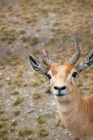 Deer at the zoo in summer photo