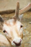 Deer at the zoo in summer photo