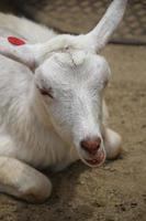 White goats at the zoo park in summer photo