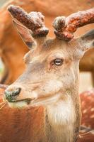 Deer at the zoo in summer photo