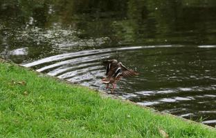 duck flight into water