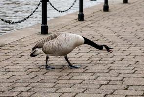Fighting Goose on Towpath photo