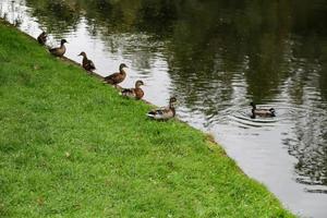 A Row of Ducks photo