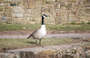 Goose and Stone Wall photo