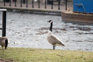 A Tall Goose photo