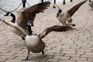 Fighting and Running Geese photo