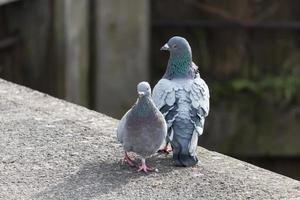 Two Scruffy Pigeons photo