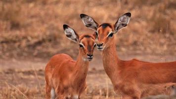 Closeup photography of a couple of brown african deer looking straight