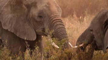 Madre elefante africano con un bebé elefante comiendo vegetación foto