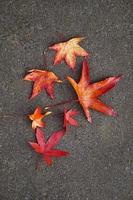 red maple leaf in autumn season photo