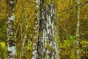 tronco de arbol blanco foto