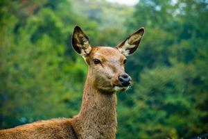 retrato de venado hembra foto