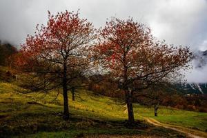 árboles gemelos en otoño foto