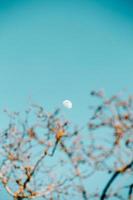 The moon in a clear sky with the out of focus tree inn front photo
