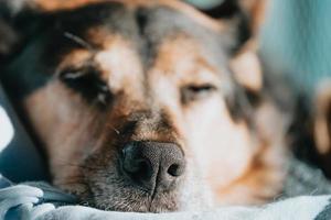 Nose of a sleeping dog photo