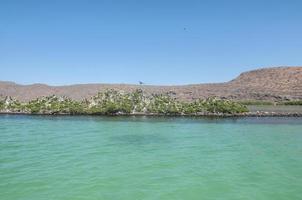 Isla Espiritu Santo, Baja California photo