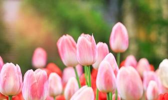 Beautiful tulips blooming in the garden photo