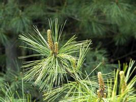 Closeup of flowers on a pine tree branch photo