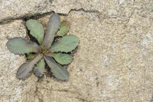 Leaf on the rock photo