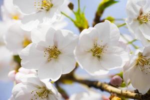 hermosas flores de cerezo en flor de sakura foto