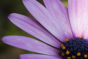 detalles de la hermosa flor morada foto