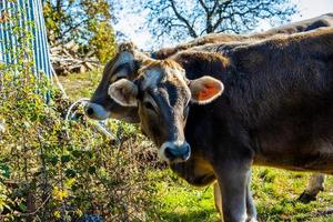 portrait of gray cow photo