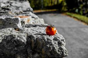 ripe persimmon on the stone wall photo