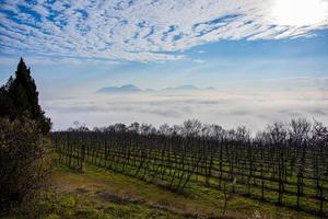 hills and vineyards photo