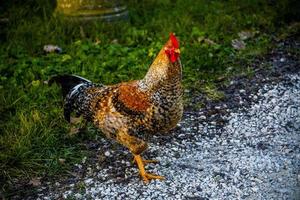 colorful hen on the yard photo