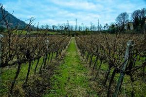 rows of vines photo