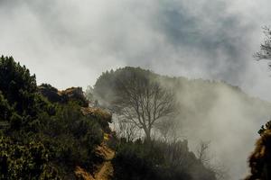 árbol en la niebla uno foto