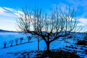 árbol entre la nieve foto