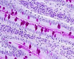 Goblet cells Small intestine epithelium photo