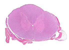 Spinal cord cross section photo