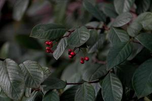 frutos rojos hojas oscuras