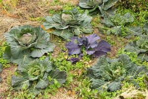 Cabbage and fresh salad growing in garden photo