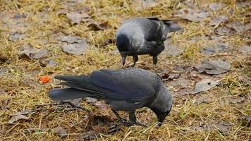 couple of jackdaws are busy looking for insects in fallen leaves video
